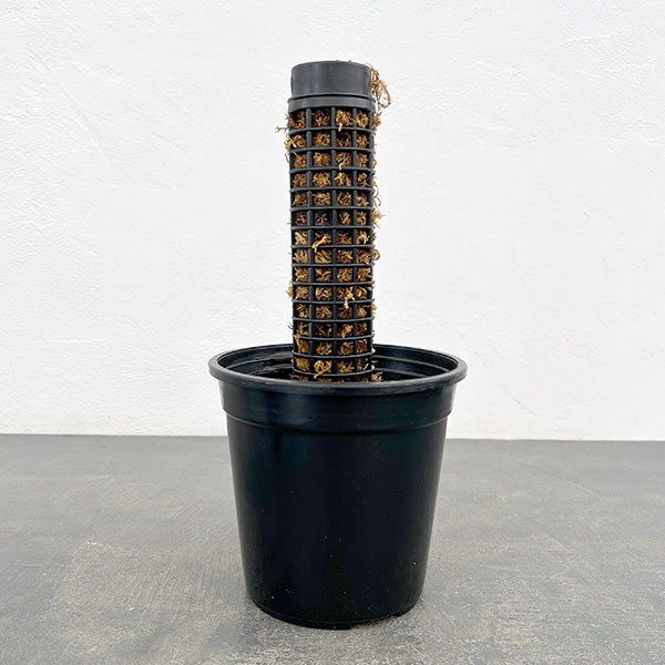 モスポール:モスポール(ミズゴケ付き)と鉢のセット(長さ29cm)