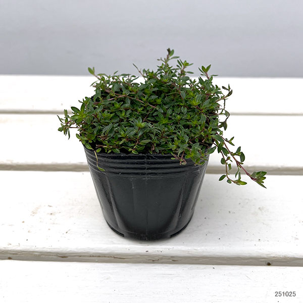 タイム(ほふく性):レモンタイム マジックカーペット3号ポット