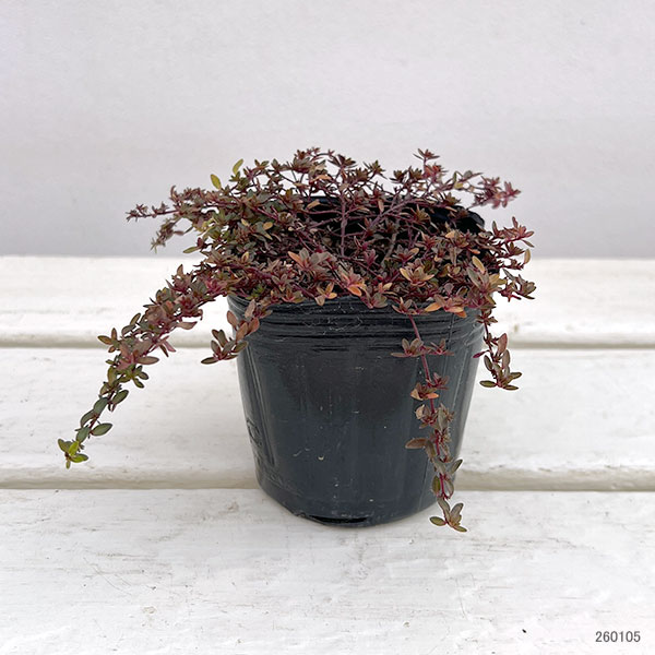 タイム(ほふく性):レモンタイム マジックカーペット3号ポット