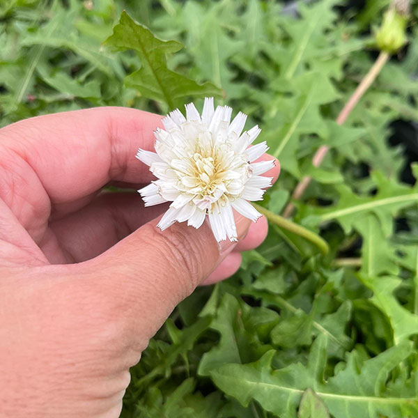 タンポポ：白花3号ポット