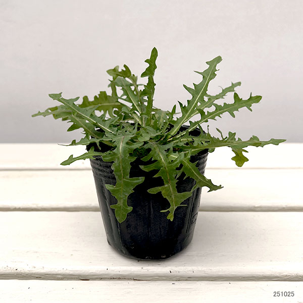 タンポポ：白花3号ポット