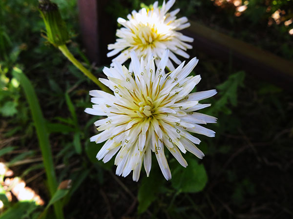 タンポポ：白花3号ポット