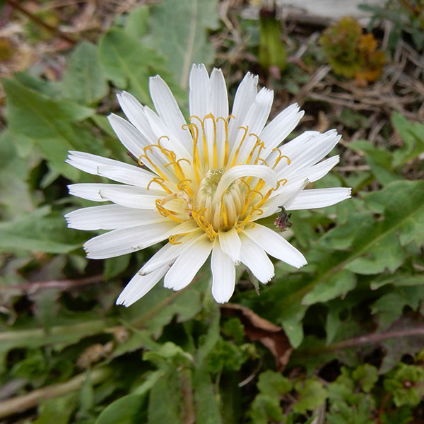 タンポポ：白花3号ポット
