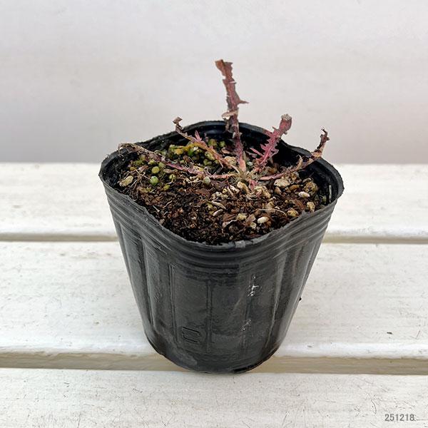 タンポポ：白花3号ポット