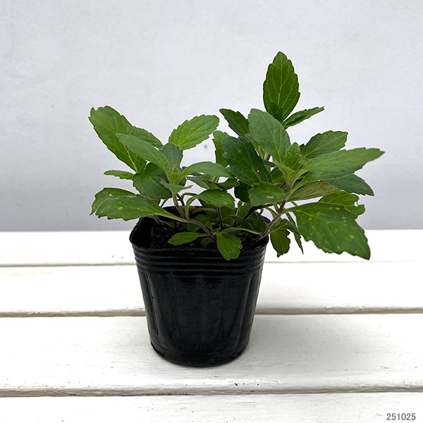 カイジンドウ(甲斐竜胆)3号ポット