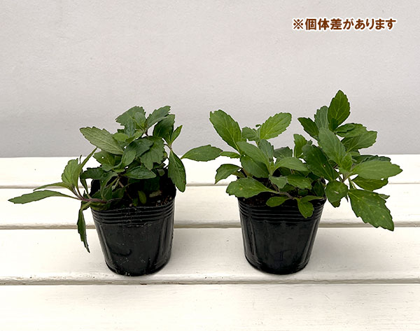 カイジンドウ(甲斐竜胆)3号ポット