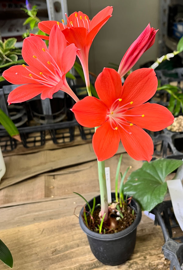 バロータ　スペシオサ 1球