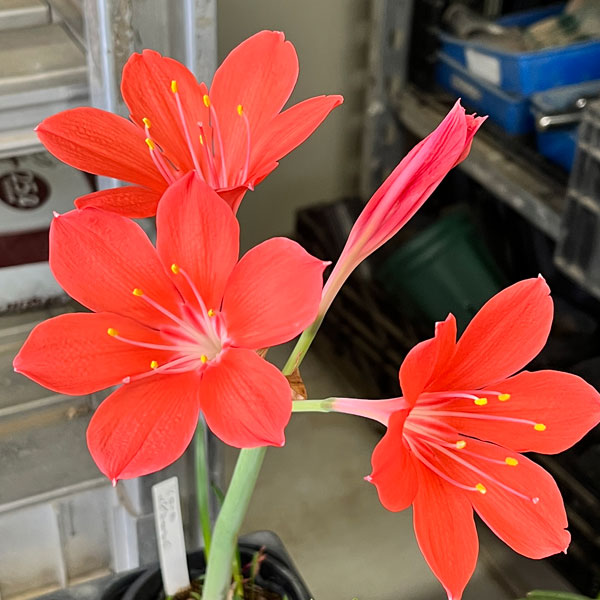 バロータ　スペシオサ 1球