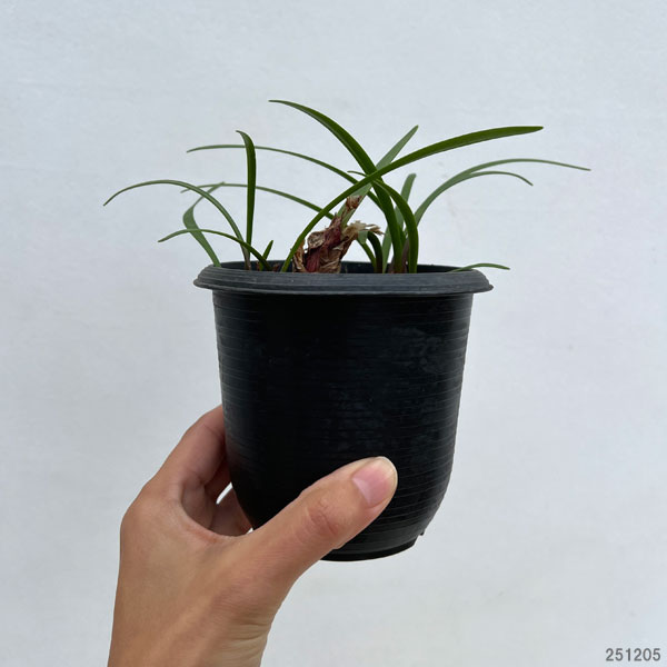 バロータ　スペシオサ 1球