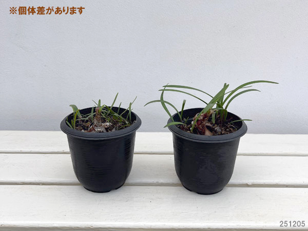 バロータ　スペシオサ 1球