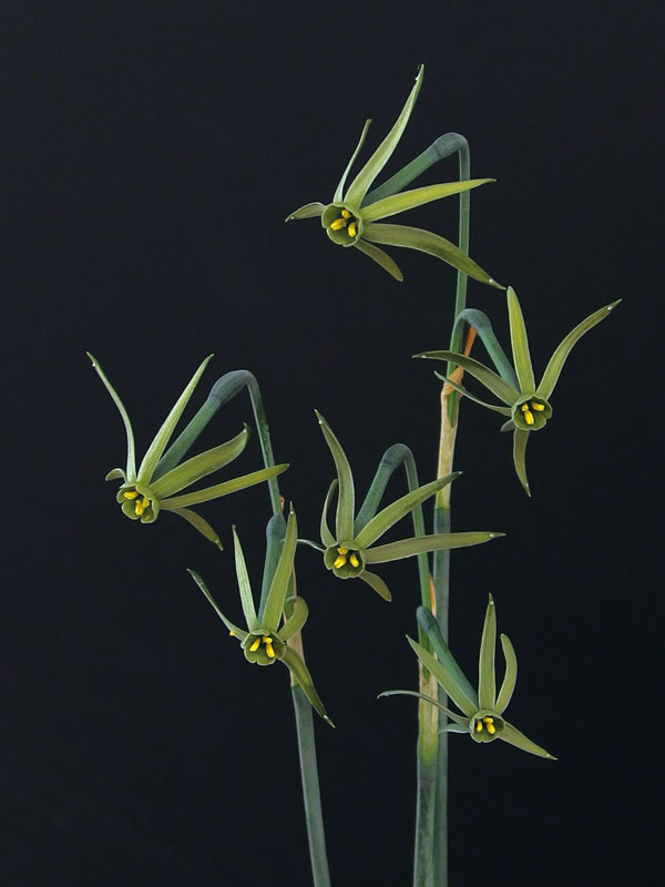 水仙:ヴィリディフロラス 3球植え