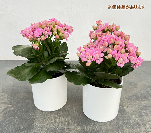 カランコエ:クイーンモアフラワーズ ピンクパリ4号鉢植え