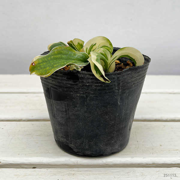 ギボウシ：レッツ ツイスト アゲイン3.5号ポット