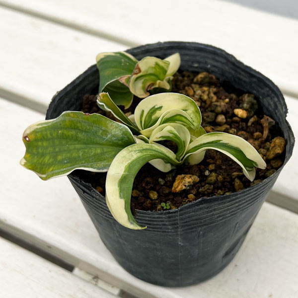 ギボウシ：レッツ ツイスト アゲイン3.5号ポット