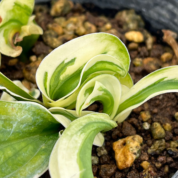 ギボウシ：レッツ ツイスト アゲイン3.5号ポット