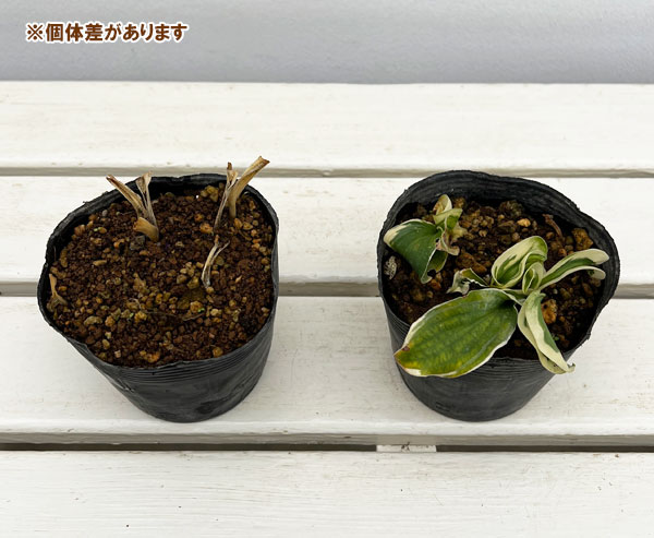 ギボウシ：レッツ ツイスト アゲイン3.5号ポット