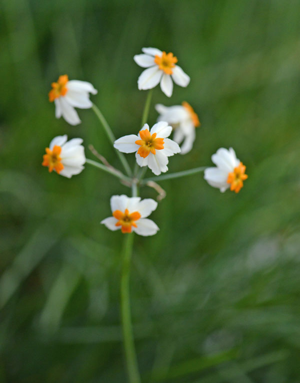 リューココリーネ ナルシオイデス1球