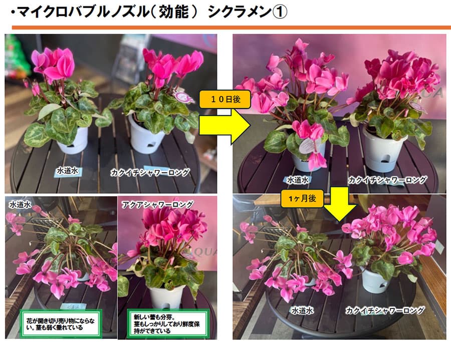 カクイチ：シャワーロング