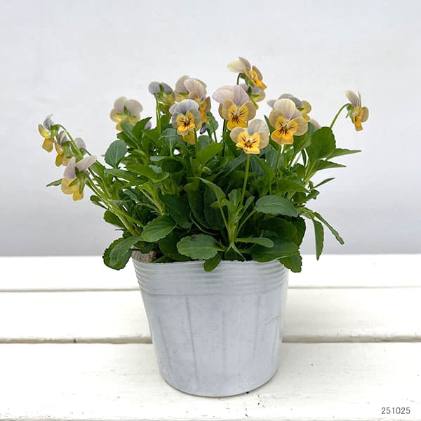 【お1人様1ポット】ビオラ:ビオレッタ グレイッシュオレンジモンキーズ3.5号ポット