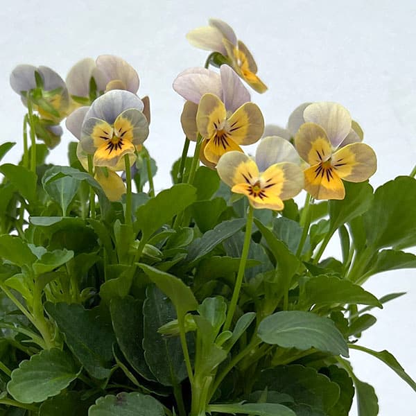 【お1人様1ポット】ビオラ:ビオレッタ グレイッシュオレンジモンキーズ3.5号ポット