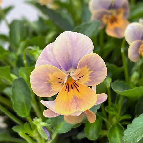 【お1人様1ポット】ビオラ:ビオレッタ グレイッシュオレンジモンキーズ3.5号ポット