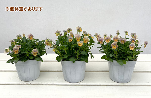 【お1人様1ポット】ビオラ:ビオレッタ グレイッシュオレンジモンキーズ3.5号ポット