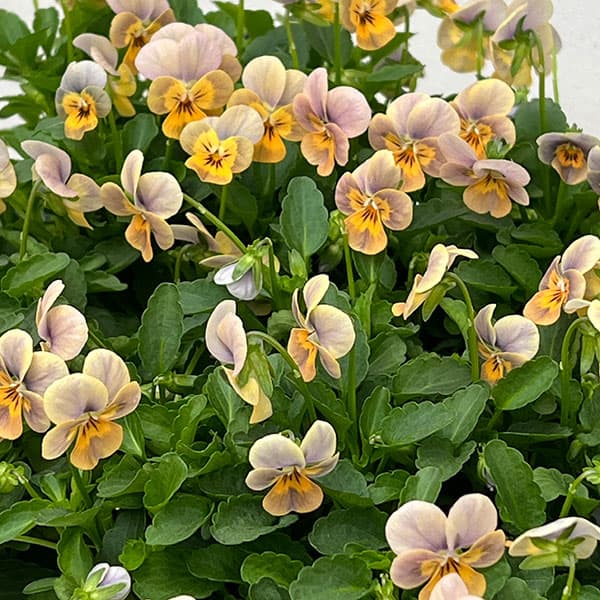 【お1人様1ポット】ビオラ:ビオレッタ グレイッシュオレンジモンキーズ3.5号ポット