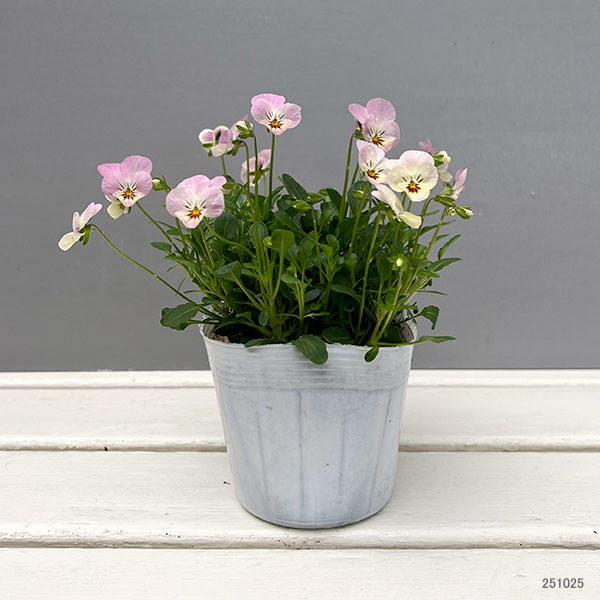 【お1人様1ポット】ビオラ:ビオレッタ ドランクレモネード3.5号ポット