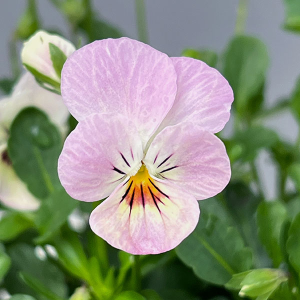 【お1人様1ポット】ビオラ:ビオレッタ ドランクレモネード3.5号ポット