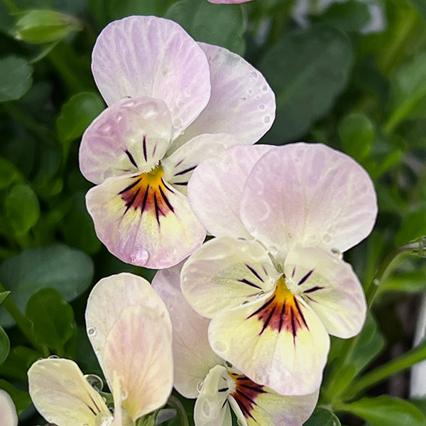 【お1人様1ポット】ビオラ:ビオレッタ ドランクレモネード3.5号ポット