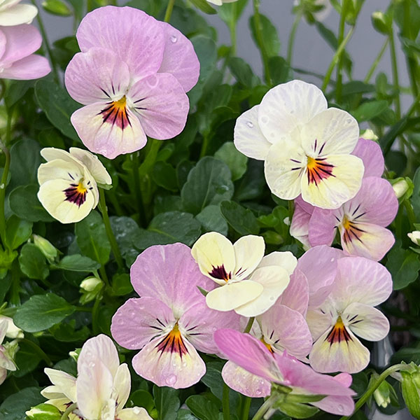 【お1人様1ポット】ビオラ:ビオレッタ ドランクレモネード3.5号ポット