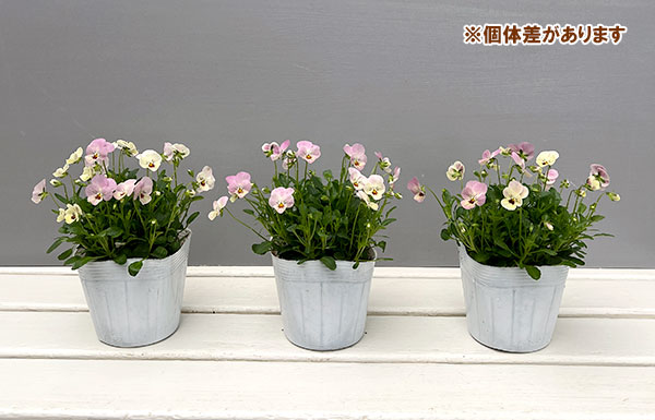 【お1人様1ポット】ビオラ:ビオレッタ ドランクレモネード3.5号ポット