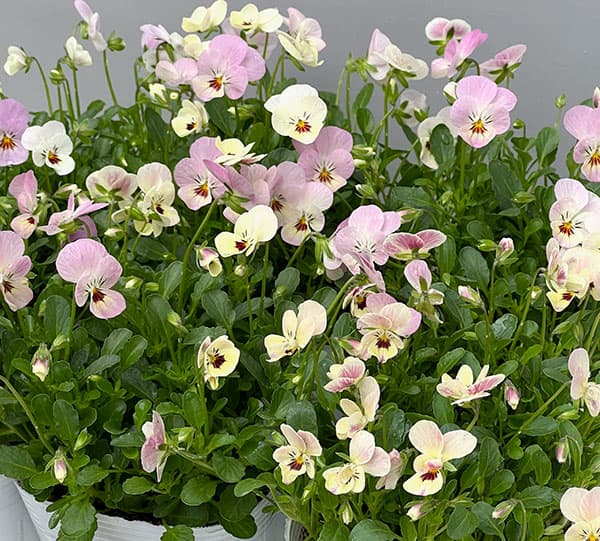 【お1人様1ポット】ビオラ:ビオレッタ ドランクレモネード3.5号ポット