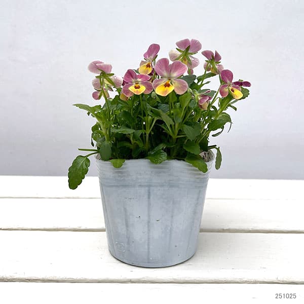 【お1人様1ポット】ビオラ:ビオレッタ トロピコ3.5号ポット