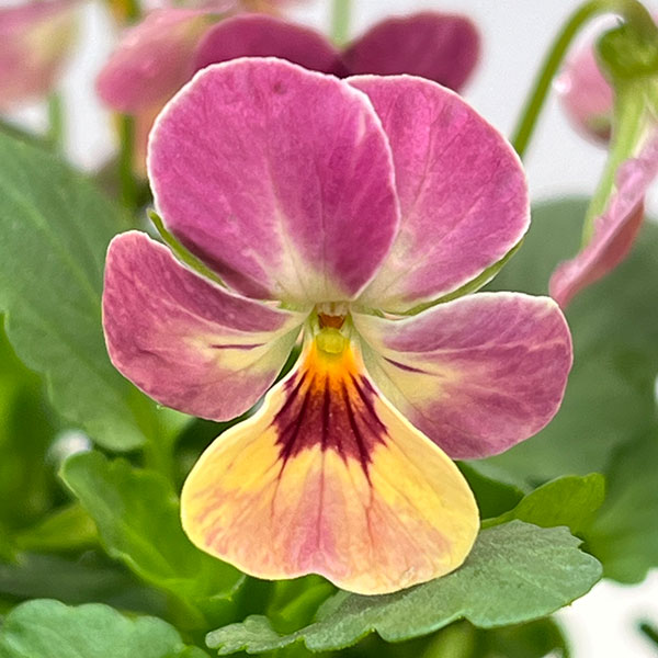 【お1人様1ポット】ビオラ:ビオレッタ トロピコ3.5号ポット