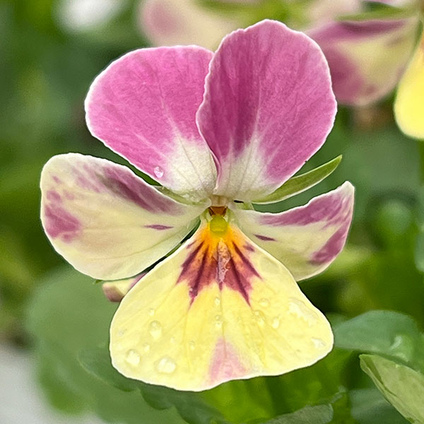 【お1人様1ポット】ビオラ:ビオレッタ トロピコ3.5号ポット