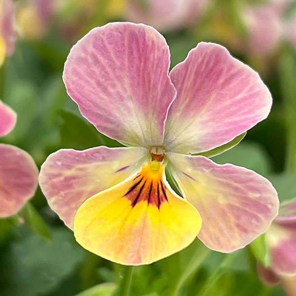 【お1人様1ポット】ビオラ:ビオレッタ トロピコ3.5号ポット