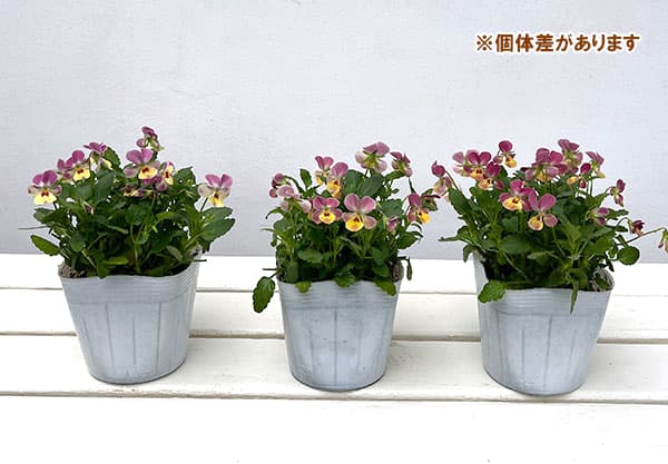 【お1人様1ポット】ビオラ:ビオレッタ トロピコ3.5号ポット