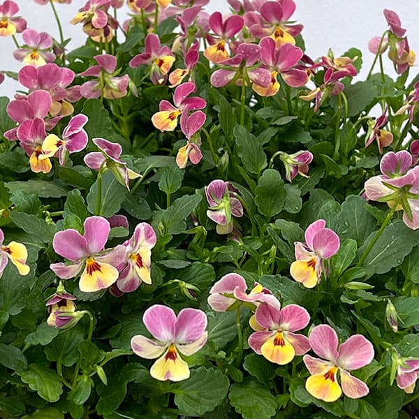 【お1人様1ポット】ビオラ:ビオレッタ トロピコ3.5号ポット