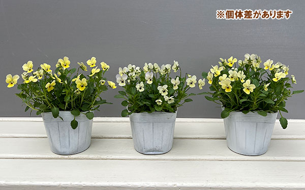 【お1人様1ポット】ビオラ:ビオレッタ ラバーズ3.5号ポット