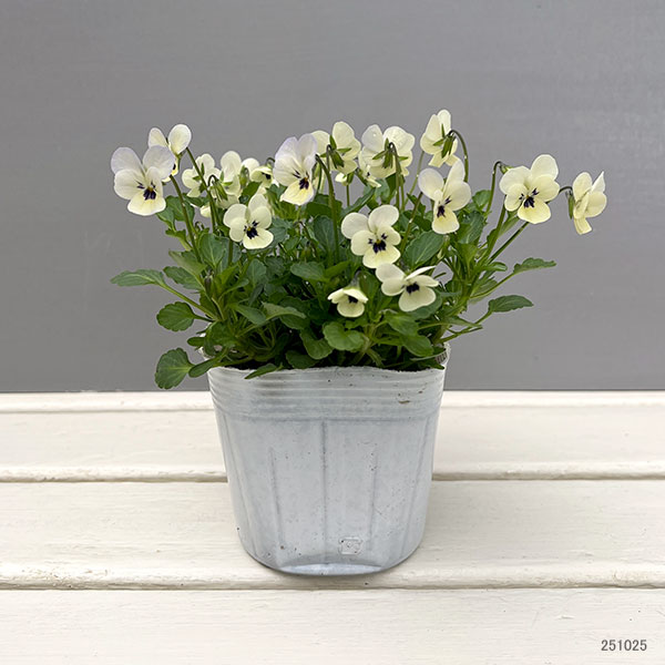 【お1人様1ポット】ビオラ:ビオレッタ ラバーズ3.5号ポット