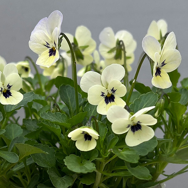 【お1人様1ポット】ビオラ:ビオレッタ ラバーズ3.5号ポット