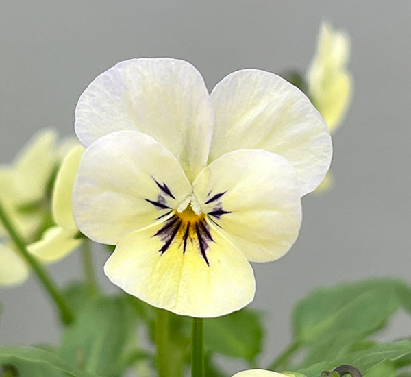 【お1人様1ポット】ビオラ:ビオレッタ ラバーズ3.5号ポット