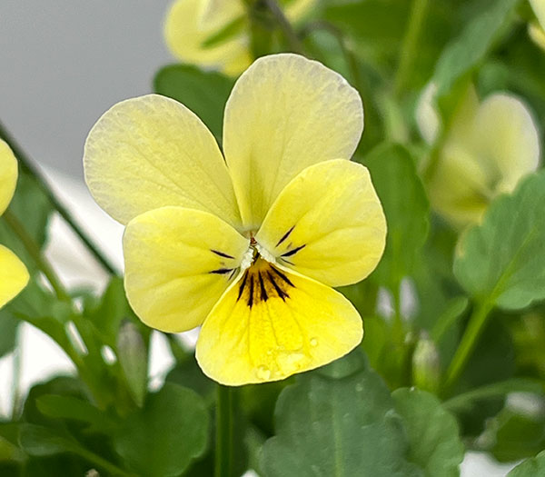 【お1人様1ポット】ビオラ:ビオレッタ ラバーズ3.5号ポット