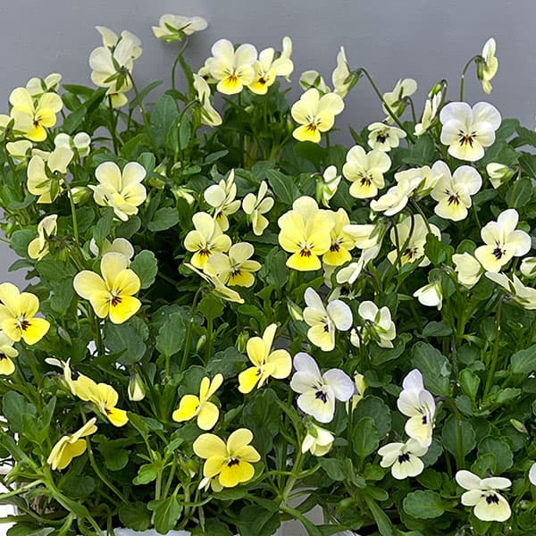 【お1人様1ポット】ビオラ:ビオレッタ ラバーズ3.5号ポット