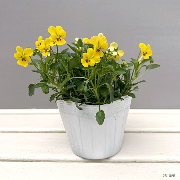 【お1人様1ポット】ビオラ:ビオレッタ キュータイズ3.5号ポット