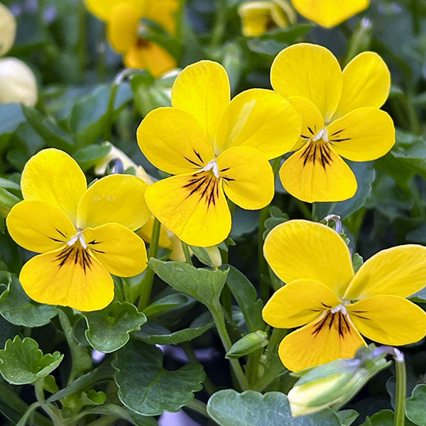 【お1人様1ポット】ビオラ:ビオレッタ キュータイズ3.5号ポット