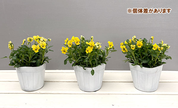 【お1人様1ポット】ビオラ:ビオレッタ キュータイズ3.5号ポット