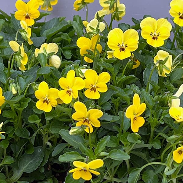 【お1人様1ポット】ビオラ:ビオレッタ キュータイズ3.5号ポット