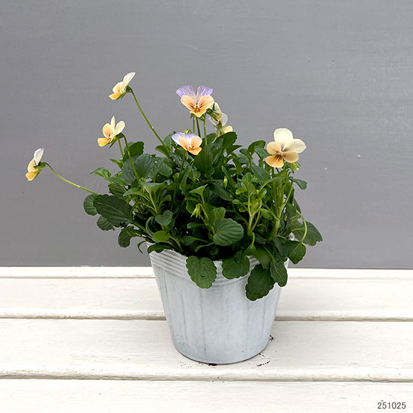 【お1人様1ポット】ビオラ:ビオレッタ ソワレ3.5号ポット